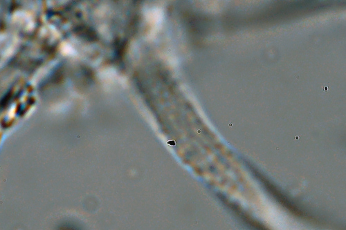 Probabilmente Plicaturopsis crispa  (Plicaturopsis crispa)